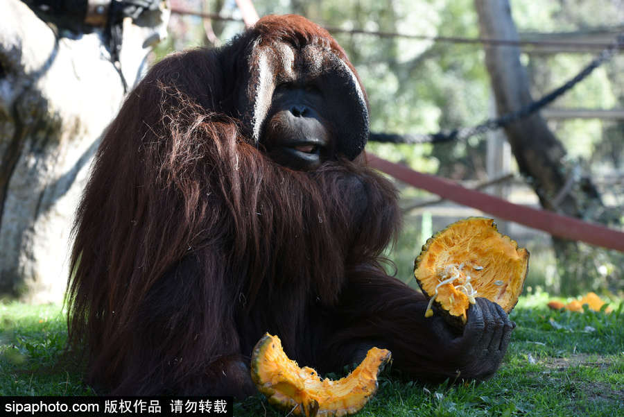 西班牙：馬德里動(dòng)物園為萬圣節(jié)做準(zhǔn)備 婆羅洲猩猩寶寶享用南瓜早餐調(diào)皮可愛