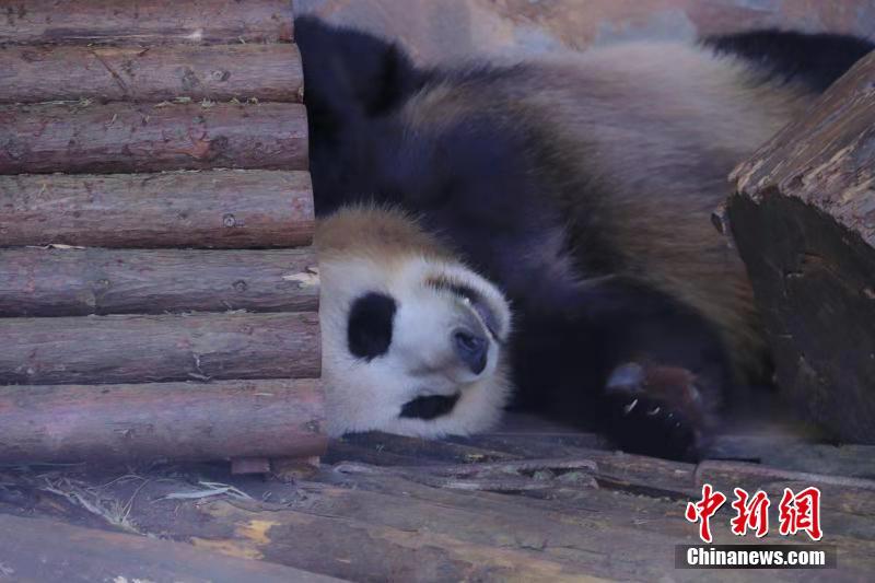 冬天來吸大熊貓 看“滾滾”的各種憨態睡姿
