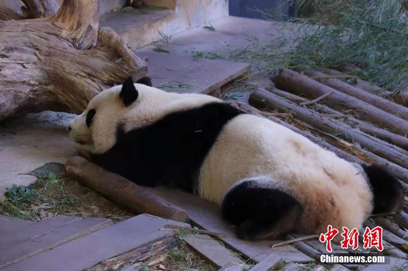 冬天來吸大熊貓 看“滾滾”的各種憨態睡姿