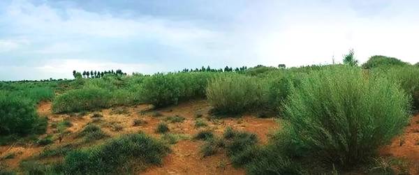 聚焦｜大漠變綠洲，庫布其走出一條綠色的旅游產業鏈